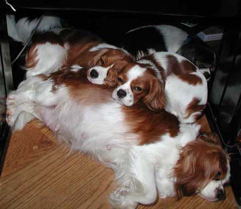 dog under desk photo